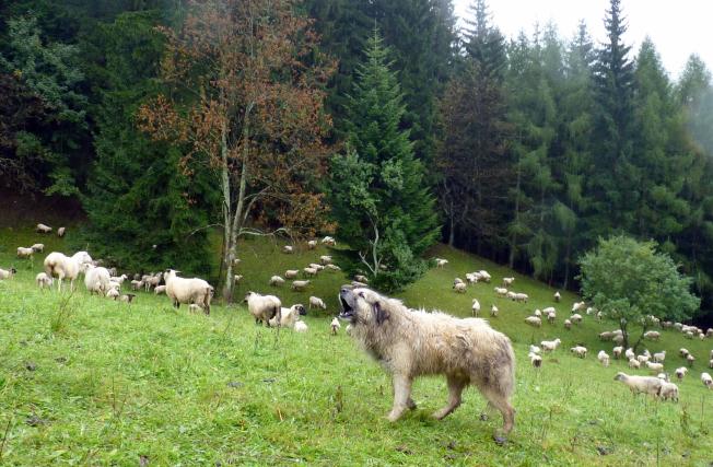 Pastevecký pes - ochrana stát před útoky velkých šelem v CHKO Beskydy
