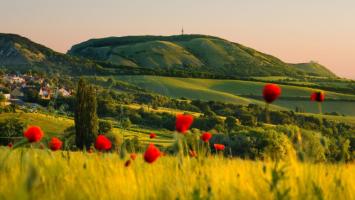 Krajina Pálavy s vlčími máky, Jan Miklín, AOPK ČR